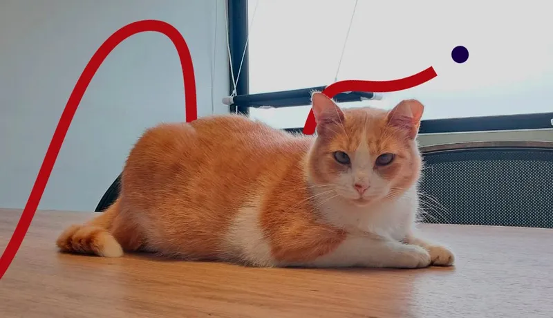 Emojita, una gata naranja y blanca, recostada sobre un escritorio de la oficina.